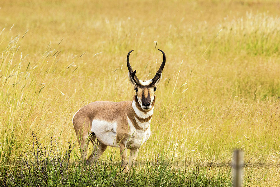 Pronghorn American Antelope 002098 Photograph by Renny Spencer