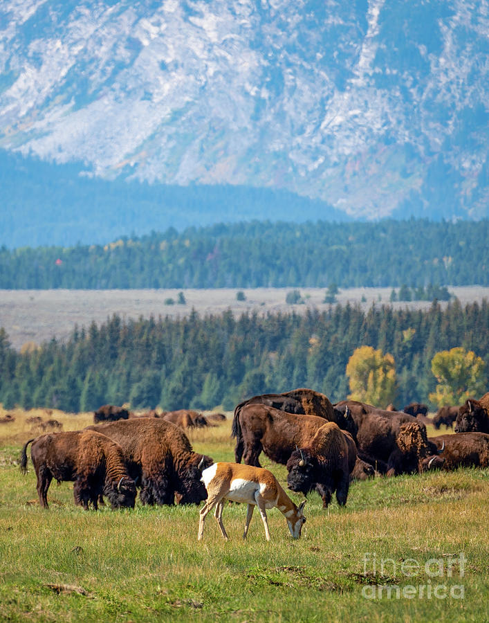 Pronghorn and bisons at the foothill of Grand Tetons Photograph by Izet Kapetanovic