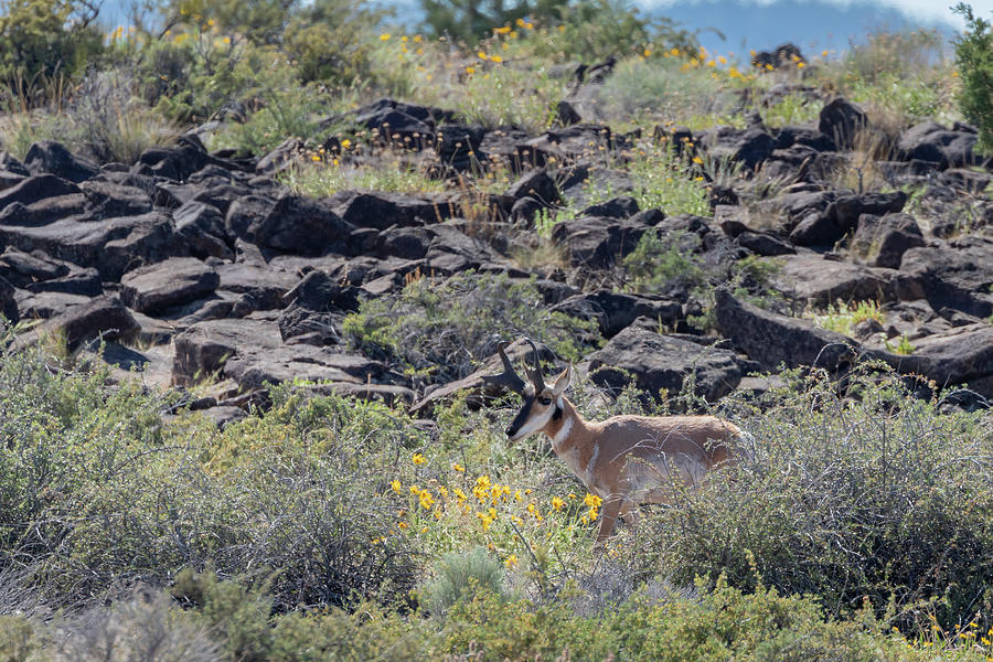 Pronghorn and Flowers Photograph by Randy Robbins
