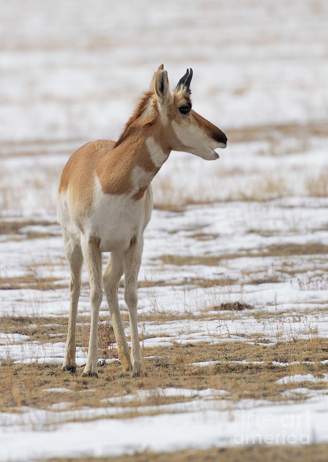 Pronghorn Angelope Posing in Snow Photograph by Steven Krull