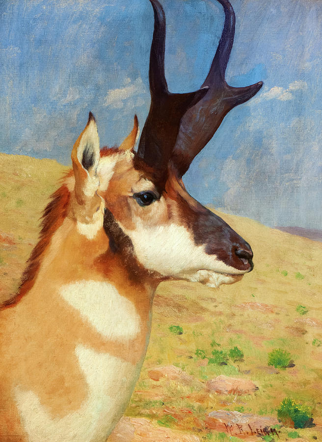 Wildlife Painting - ProngHorn Antelope, 1910 by William Robinson Leigh