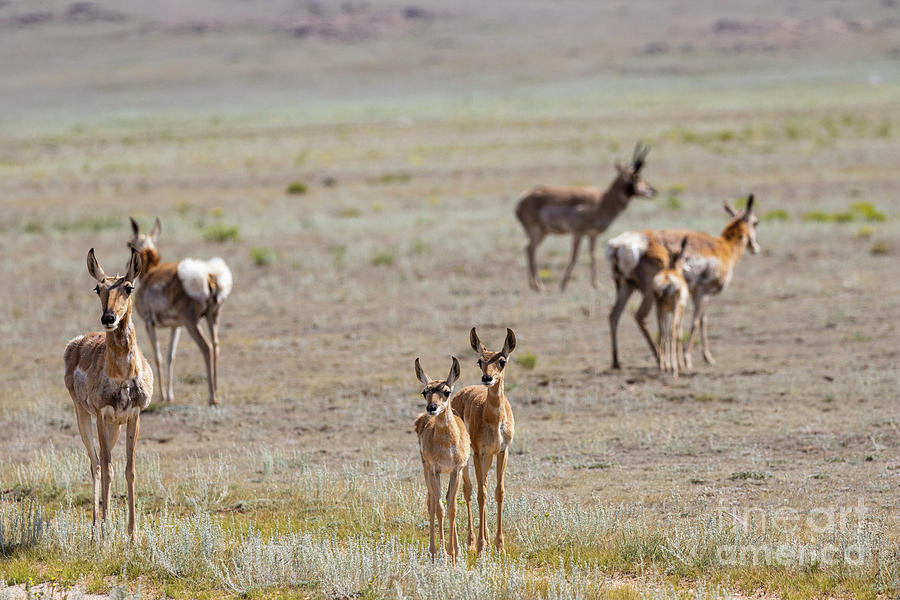 Pronghorn Antelope And Fawns Photograph