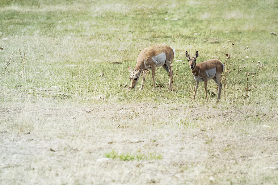Pronghorn Antelope at Wolf Ranch Road Photograph by Belinda Greb
