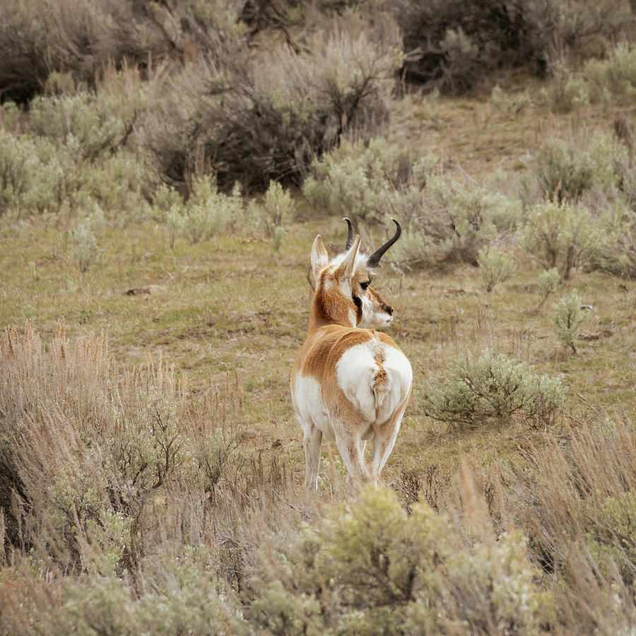 Pronghorn Antelope Photograph by Betty Depee