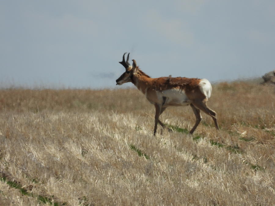 Pronghorn Antelope Buck Photograph by Amanda R Wright