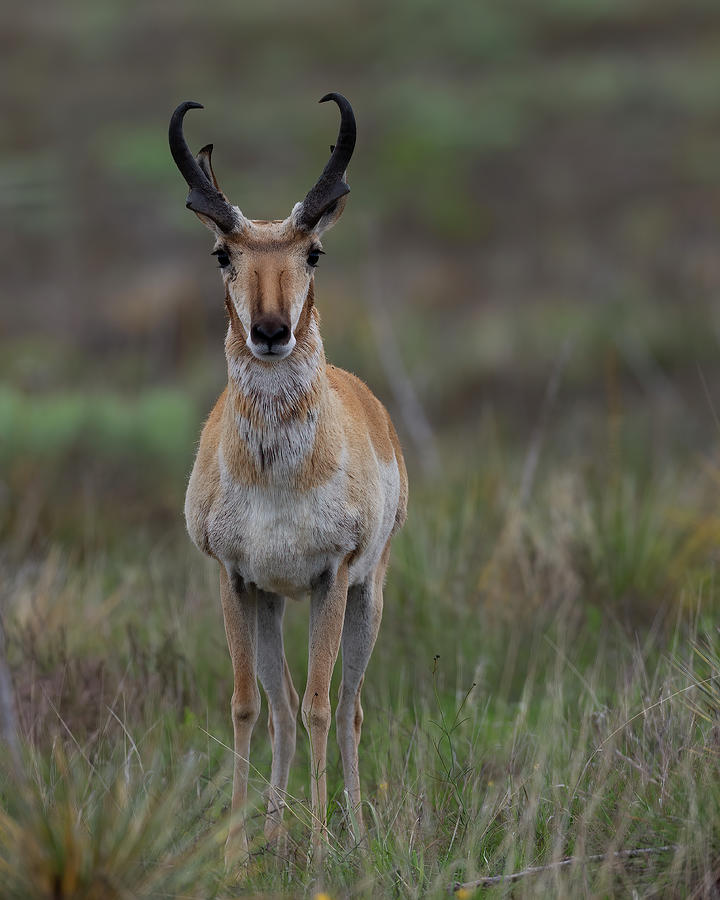 Trophy Photograph - Pronghorn Antelope Buck by Gary Langley