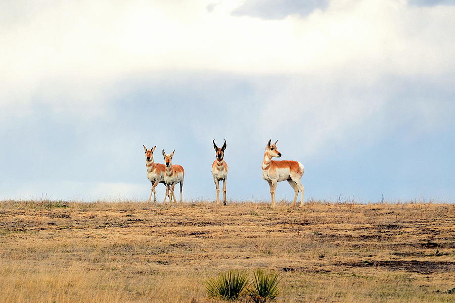 Pronghorn Antelope Photograph by Clarice Lakota