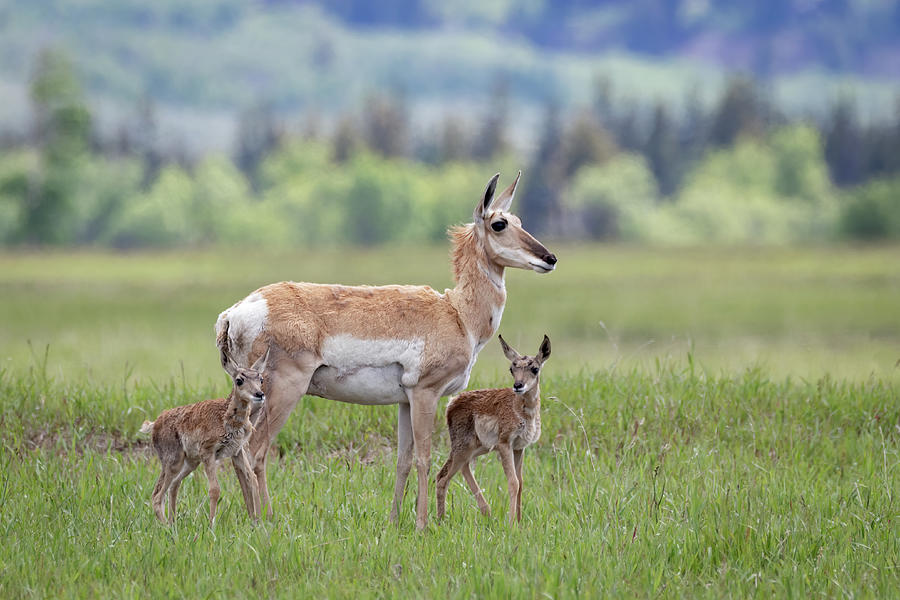 Pronghorn Antelope Doe and Fawns Photograph by Michael Chatt