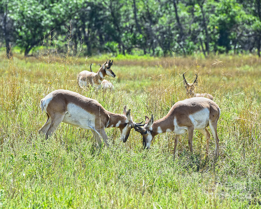 Pronghorn Antelope Head Butting Photograph