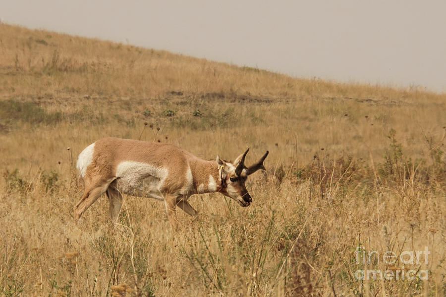 Pronghorn Antelope in Montana #1 Photograph by Nancy Gleason