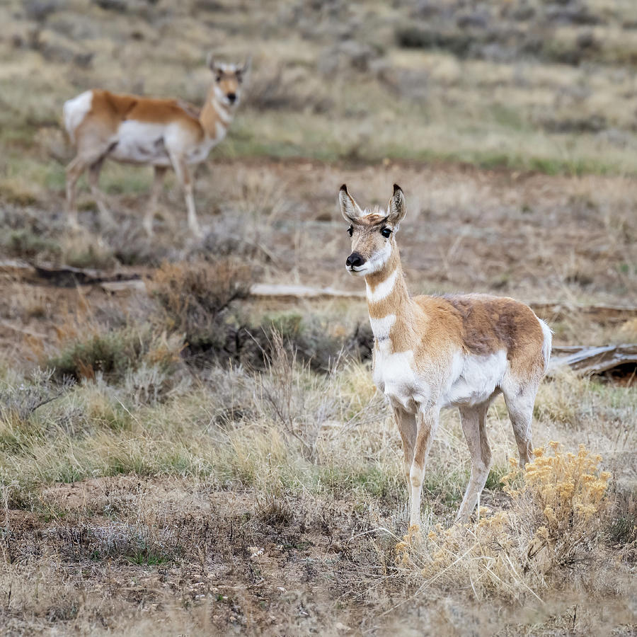 Pronghorn Antelope Photograph by Joan Carroll