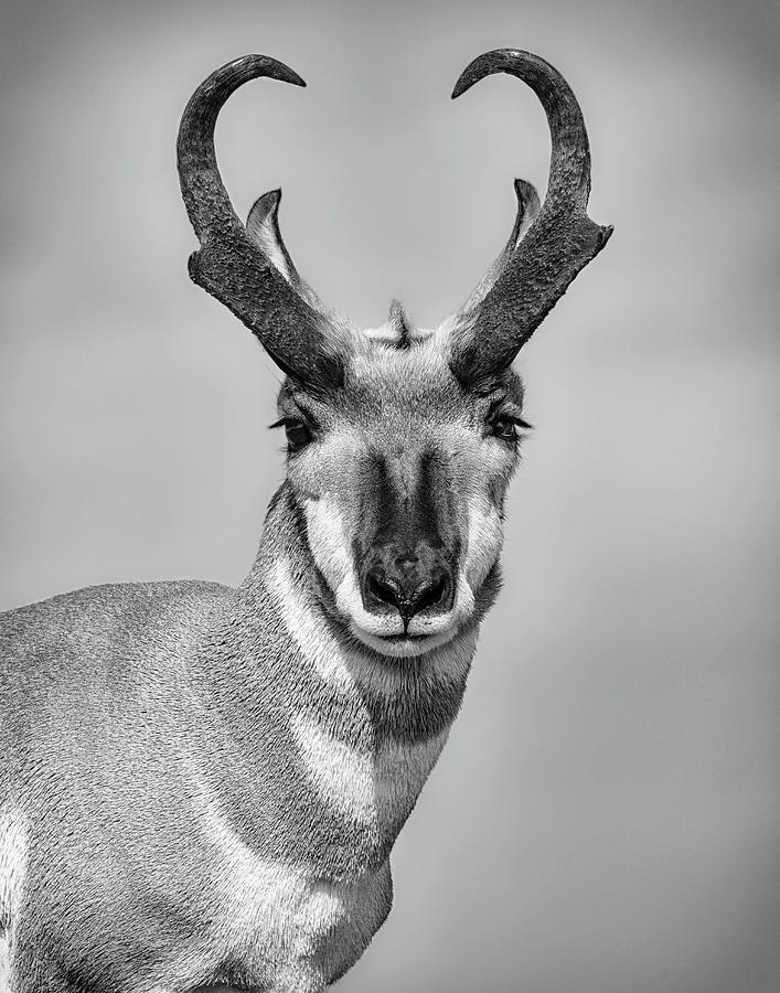 Pronghorn Antelope Photograph By Kelly Weber Pixels