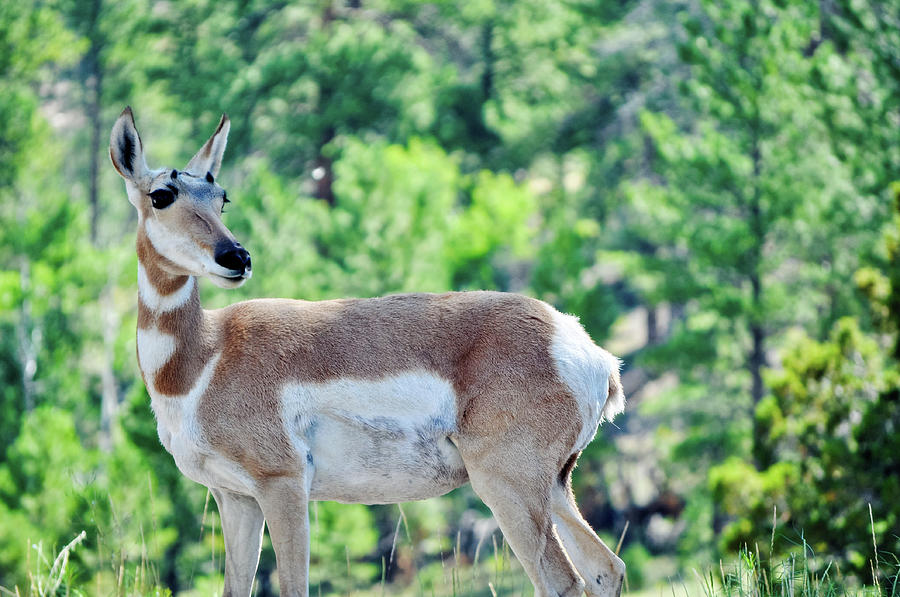 Pronghorn Antelope Photograph by Kyle Hanson
