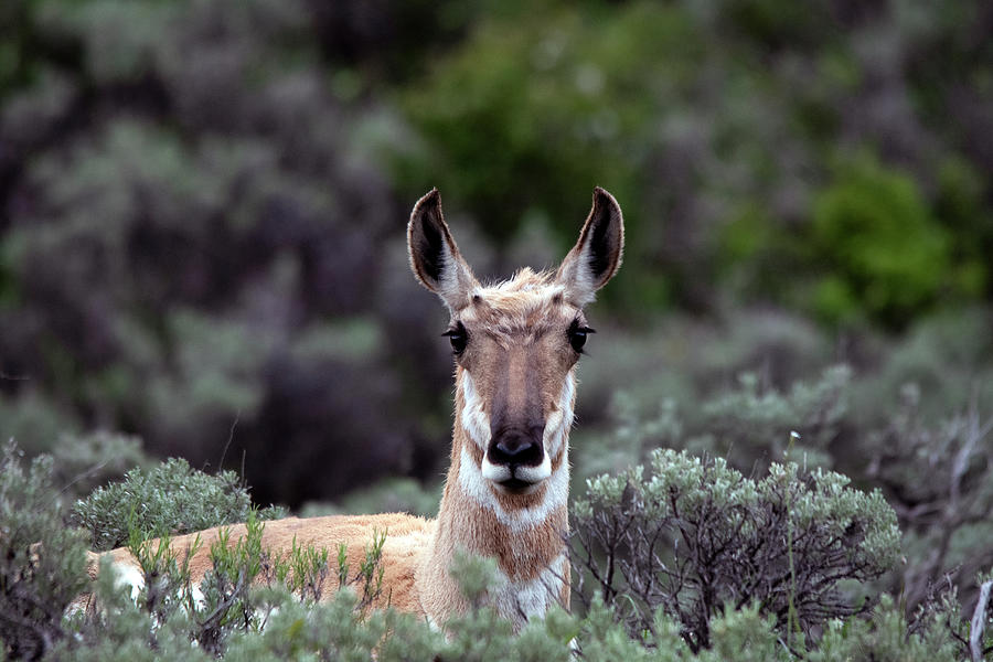 Pronghorn Antelope looking on Photograph by Carolyn Hall