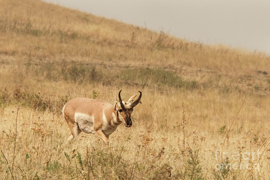 Pronghorn Antelope on Hillside Photograph by Nancy Gleason