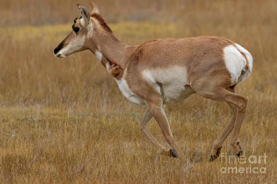 Pronghorn Antelope Running Photograph by Steven Krull