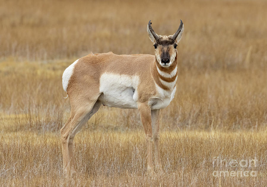 Pronghorn Antelope Stops To Pose Photograph