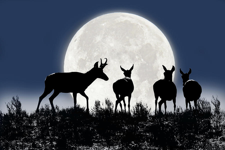 Space Photograph - Pronghorn Antelope Wildlife Midnight Moon by Jennie Marie Schell