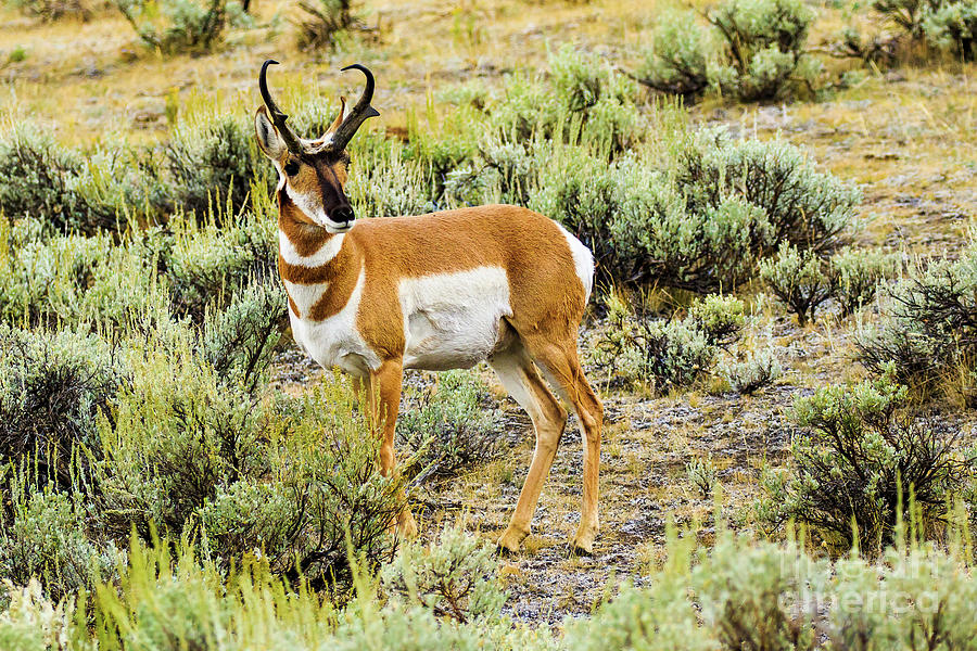 Pronghorn Antelope Yellowstone Photograph by Ben Graham