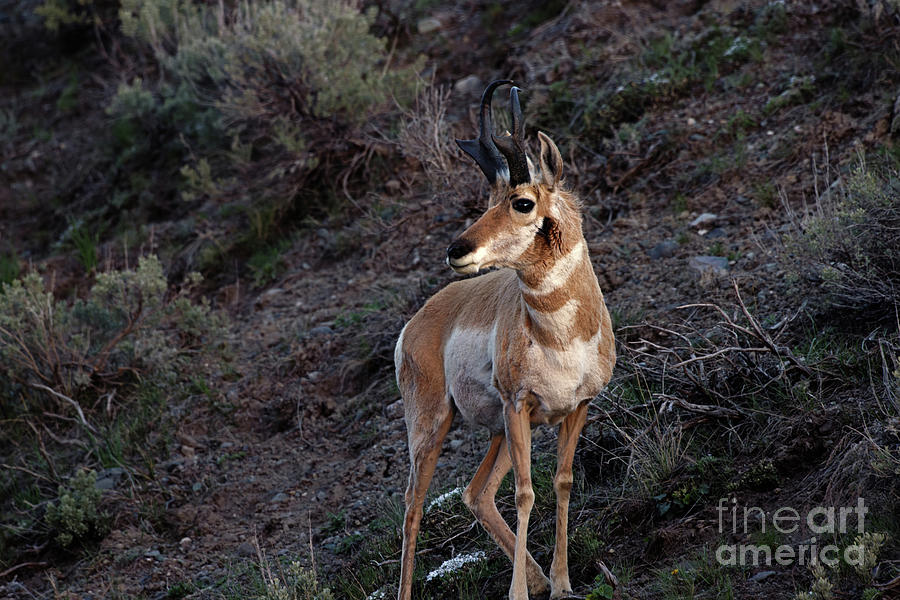 Pronghorn at Dusk Photograph by Natural Focal Point Photography