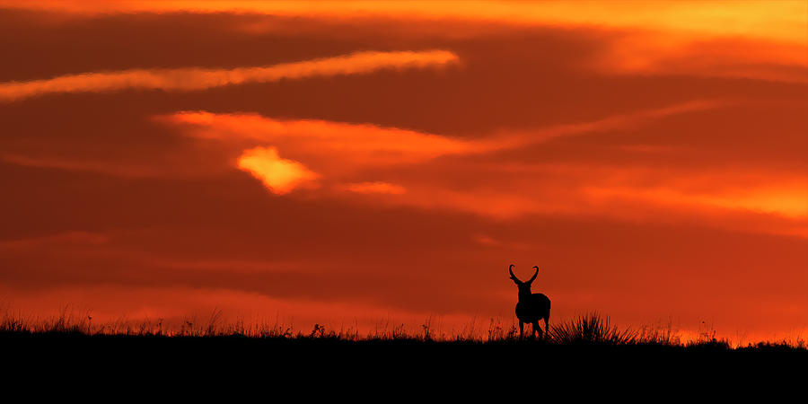Pronghorn at Sunset  Photograph by Gary Langley