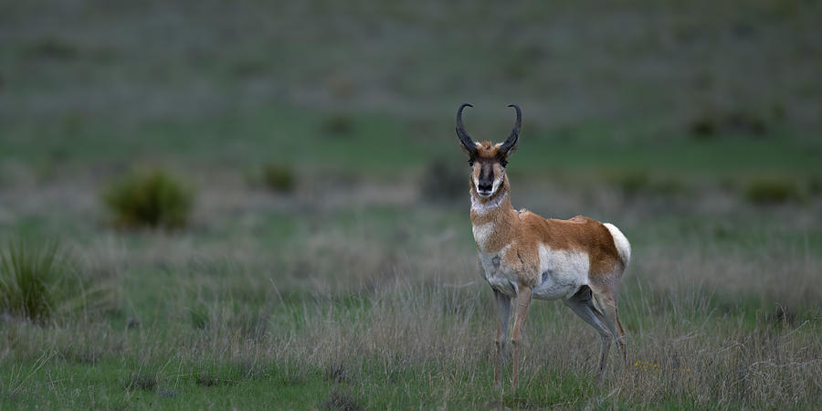 Pronghorn Buck Antelope Texas  Photograph by Gary Langley