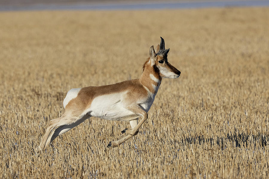 Pronghorn Buck is Off to the Races Photograph by Tony Hake