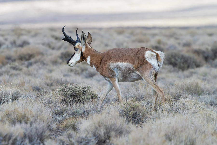 Pronghorn Buck Photograph by James Marvin Phelps