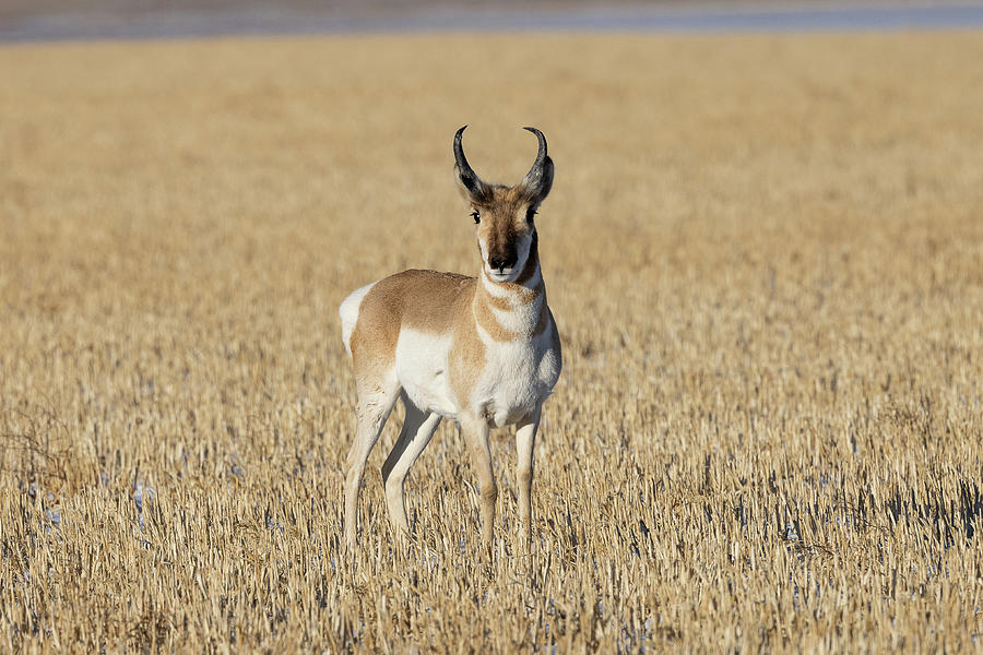 Pronghorn Buck on a Cut Field in the Winter Photograph by Tony Hake