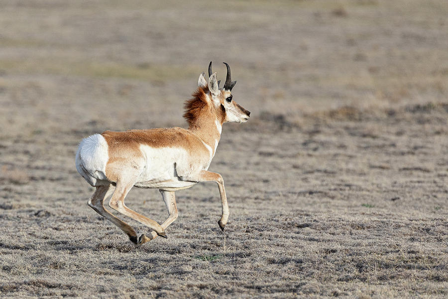 Pronghorn Buck Takes Off Photograph By Tony Hake | Fine Art America