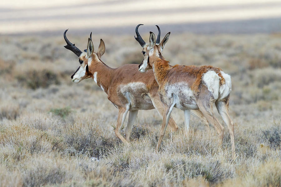Pronghorn Bucks Photograph by James Marvin Phelps