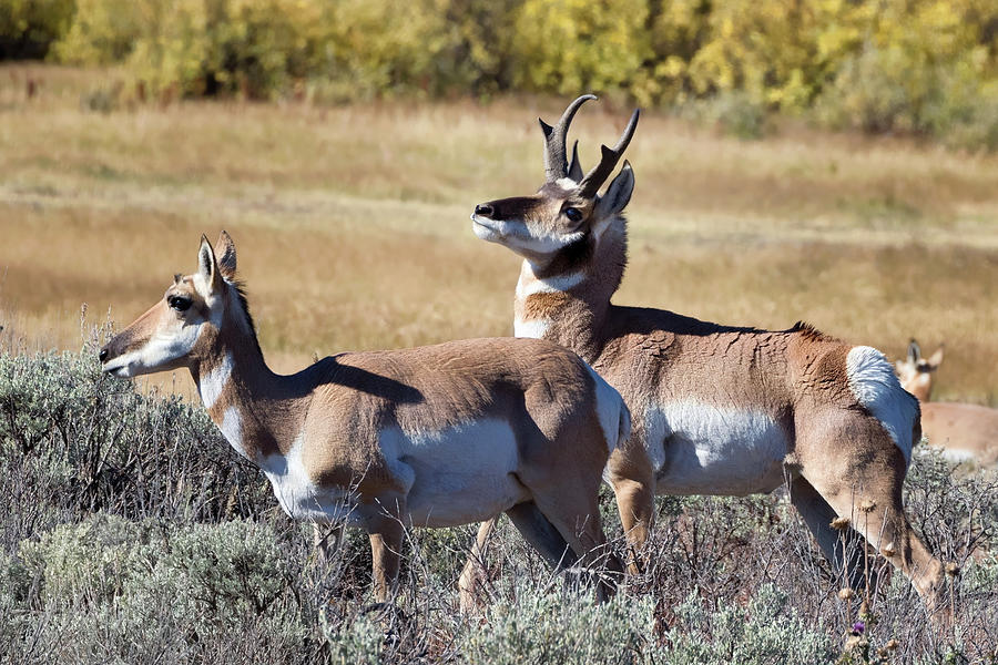 Pronghorn Couple in Rutting Season  Photograph by Kathleen Bishop