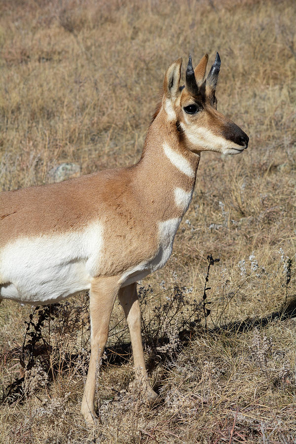 Pronghorn Custer State Park Photograph by Kyle Hanson
