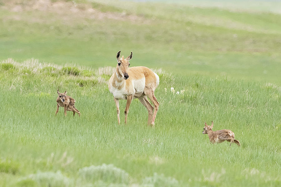 Pronghorn Doe and her Fawns Photograph by Tony Hake