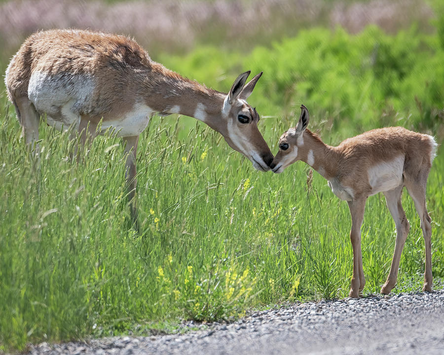 Pronghorn Doe With Fawn Photograph