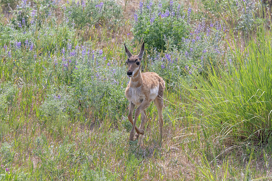 Pronghorn Fawn on the Run in Yellowstone Photograph by Tony Hake