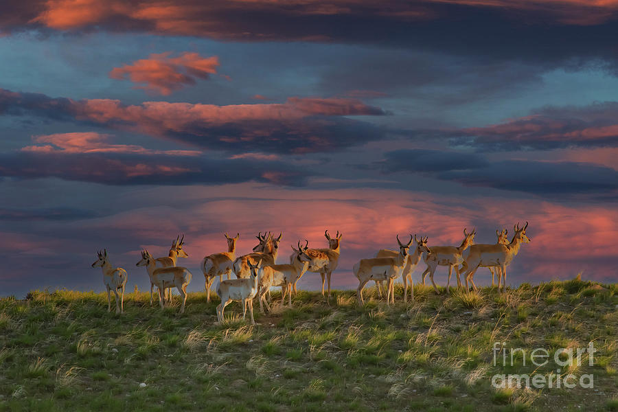 Pronghorn Herd at Sunset Photograph by Barbara Bowen