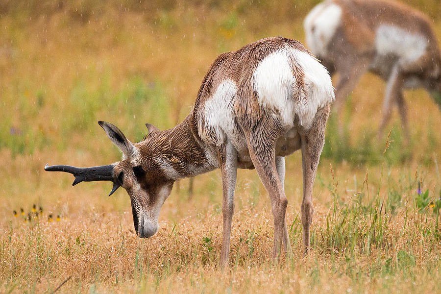 Pronghorn in Custer State Park, South Dakota Photograph by Evenfh