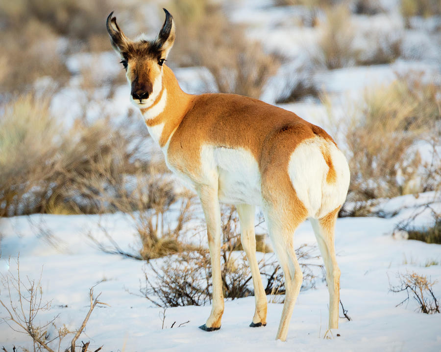 Pronghorn in Desert Snow Photograph by Mike Lee