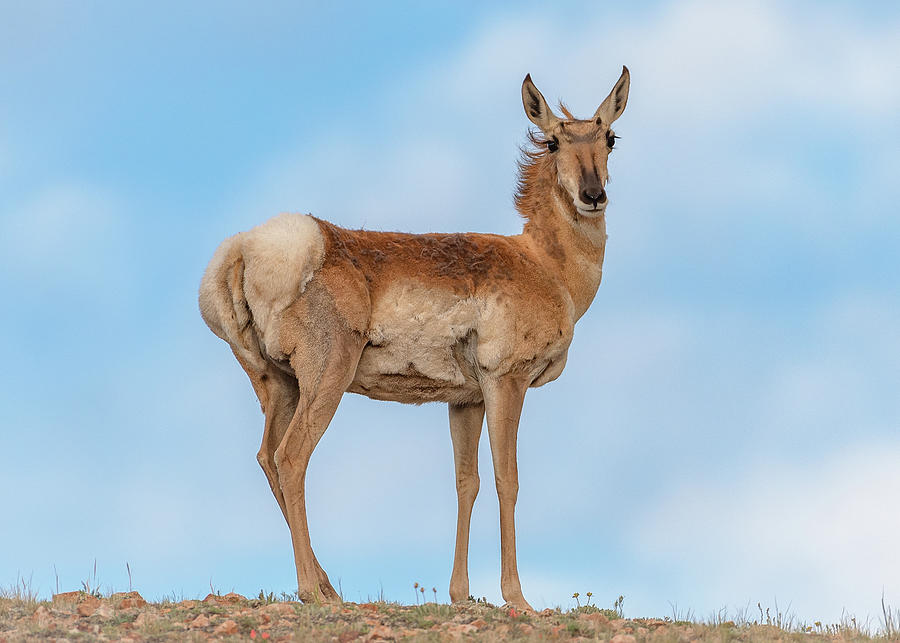 Pronghorn in the Clouds Photograph by Gary Kochel