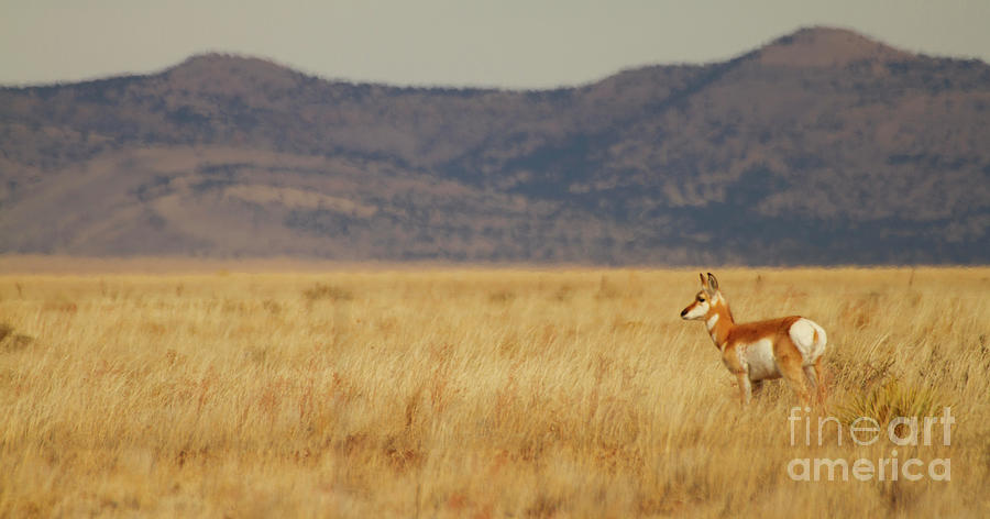 Pronghorn In The Desert Photograph
