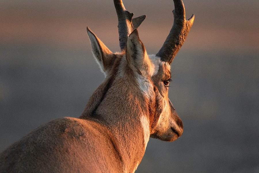 Pronghorn in the morning Photograph by Lynn Hopwood