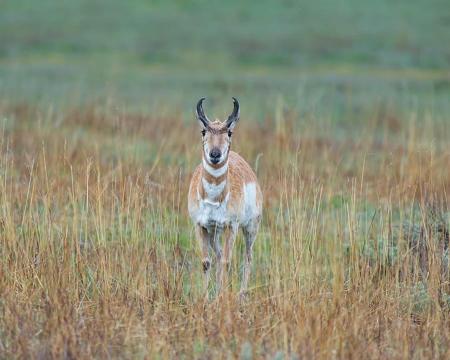 Pronghorn In the Rain Photograph by CR Courson
