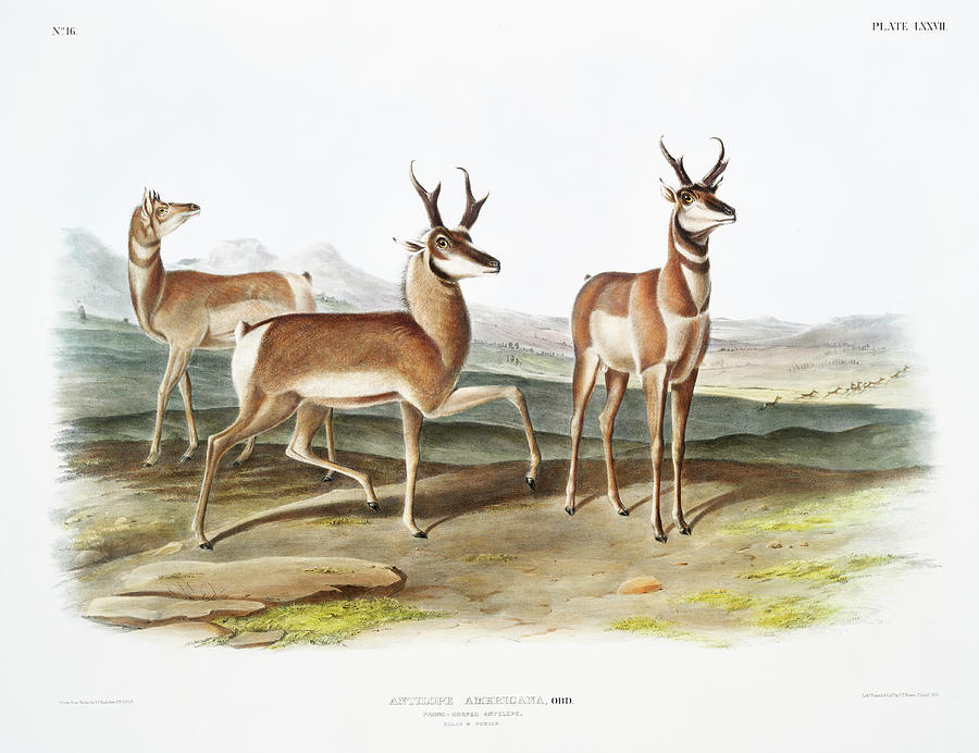 Pronghorn. John Woodhouse Audubon Illustration Mixed Media by World Art Collective
