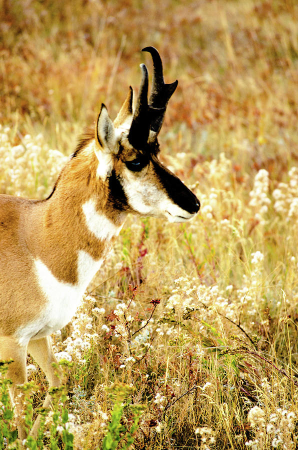 Pronghorn Photograph by Keeley Morris | Fine Art America