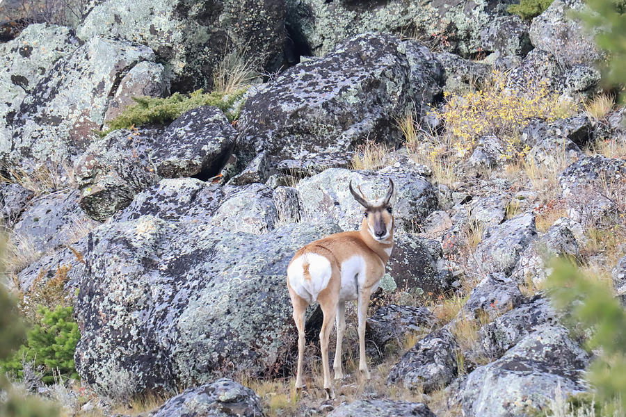 Pronghorn Looking Back Photograph