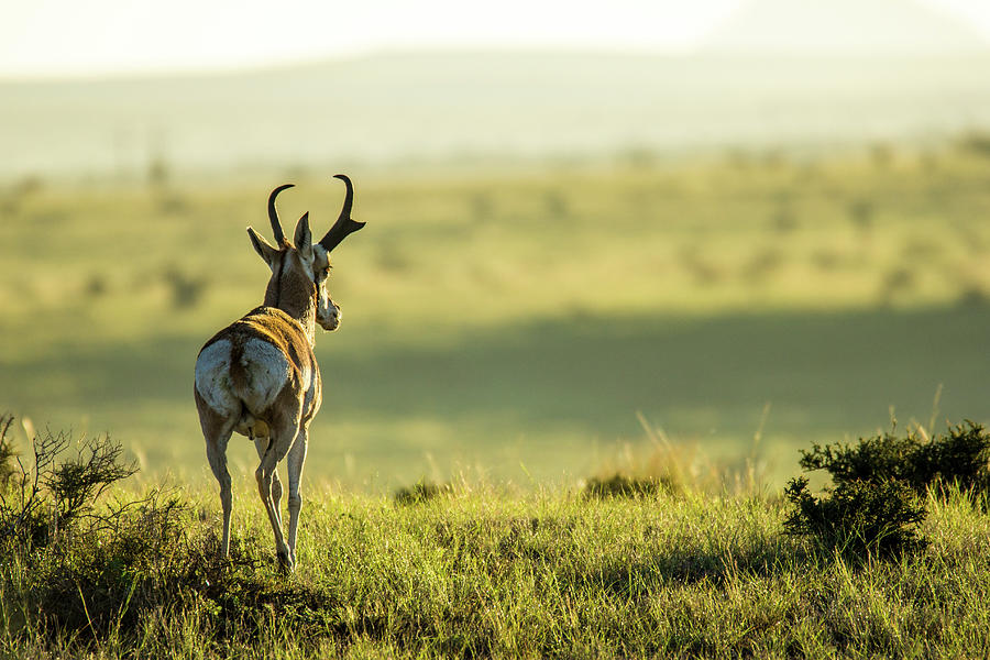 Pronghorn Looking Over His Kingdom 001545 Photograph