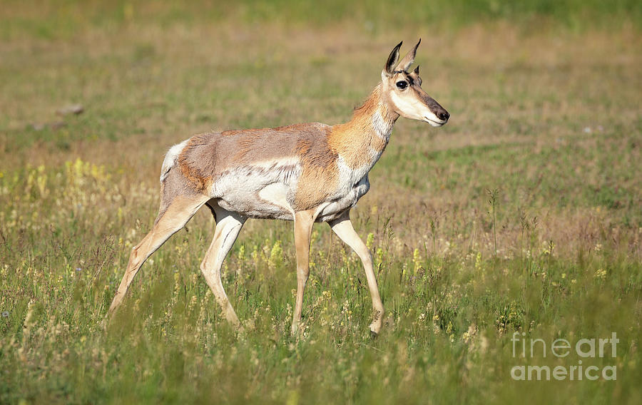 Pronghorn of the Tetons 60 Photograph by Maria Struss Photography