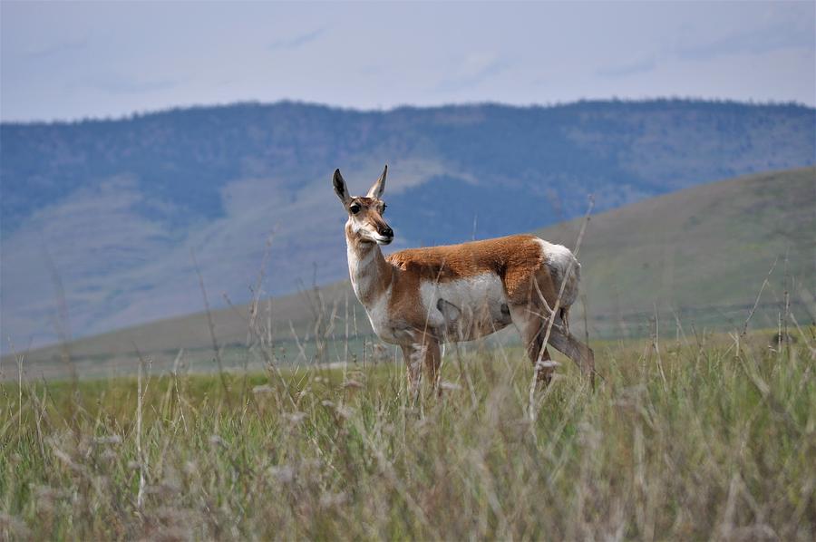 Pronghorn on the Prairie Photograph by Mike Helland