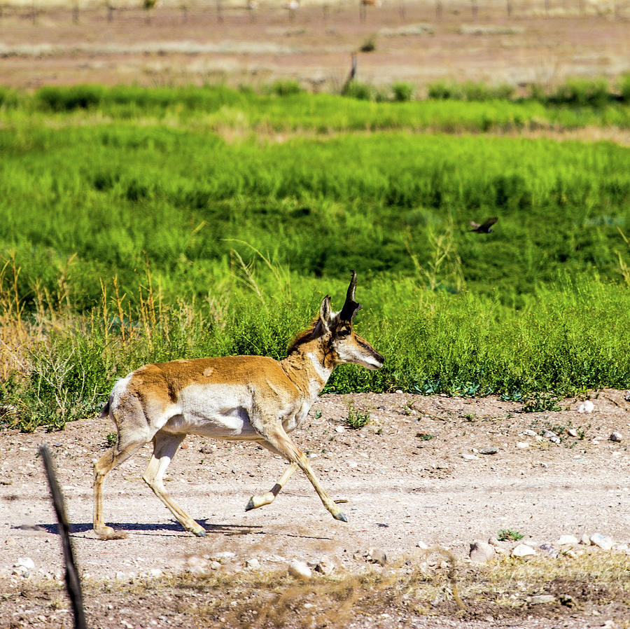 Wildlife Photograph - Pronghorn On The Run 001119 by Renny Spencer
